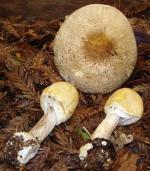 Agaricus smithii - fungi species list A Z